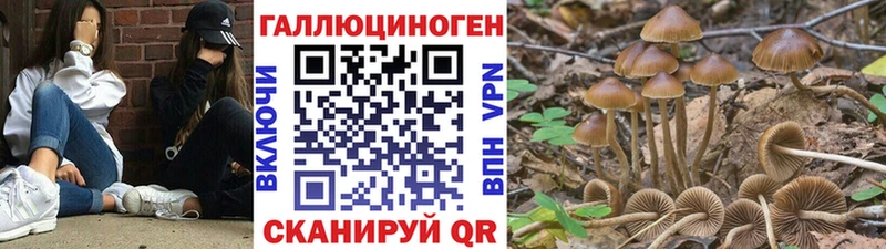 Галлюциногенные грибы GOLDEN TEACHER цена наркотик Великий Устюг